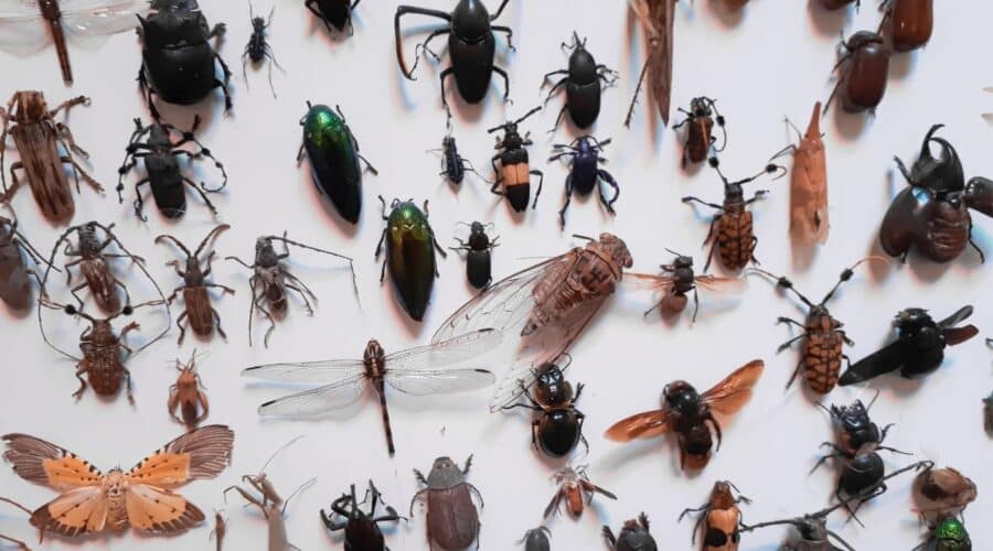 Böcek Türleri